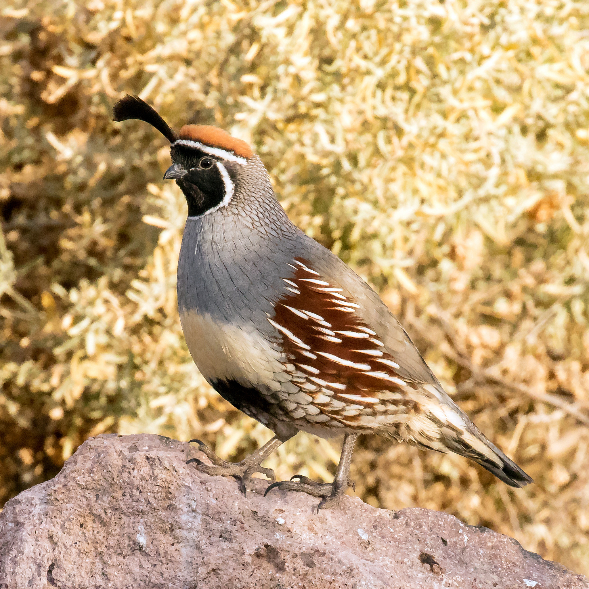 Bringing Birds Home – Tucson Bird Count