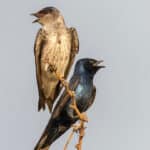 Purple Martins by Francis Morgan
