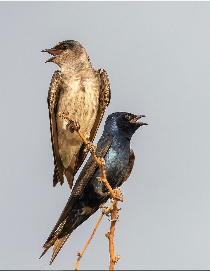 Purple Martins by Francis Morgan