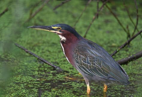 Green Heron by Hemant Kishan