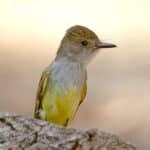 Dusky-capped Flycatcher by Jim Burns