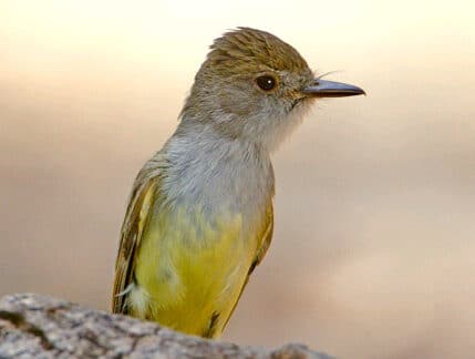 Dusky-capped Flycatcher by Jim Burns