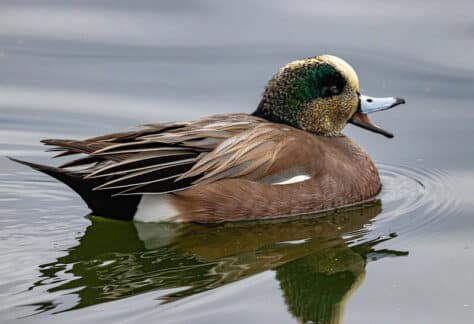 American Wigeon by Stephen Nelson