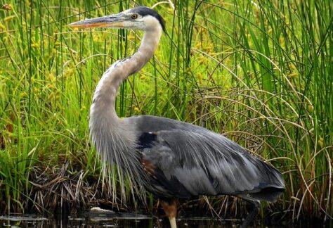Great Blue Heron by Martin Molina