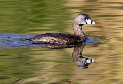 Pied-billed Grebe by Doris Evans
