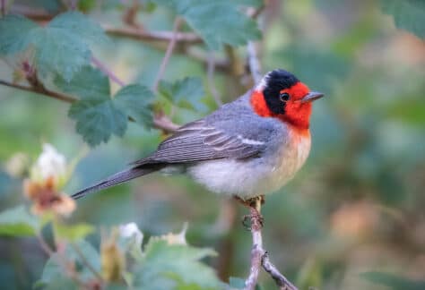 Red-Faced Warbler by Shawn Cooper
