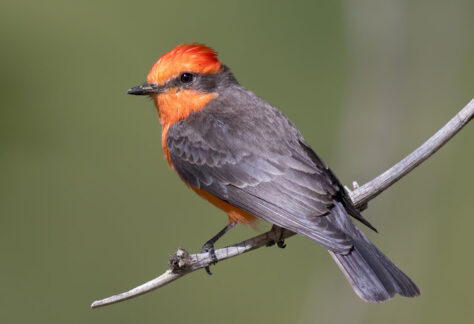 Vermillion Flycatcher by Mick Thompson