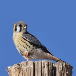 American Kestrel by Dan Weisz