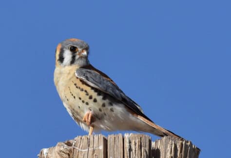 American Kestrel by Dan Weisz
