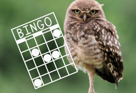 Birds N Bingo