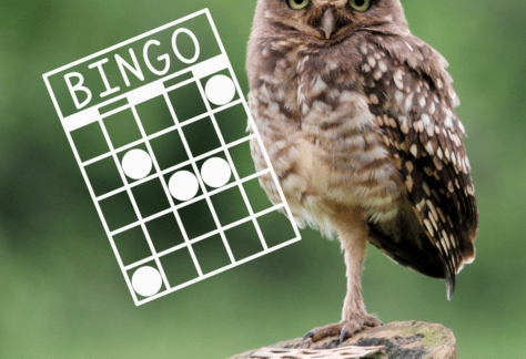 Birds N Bingo