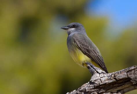 Cassin's Kingbird by Lois Manowitz