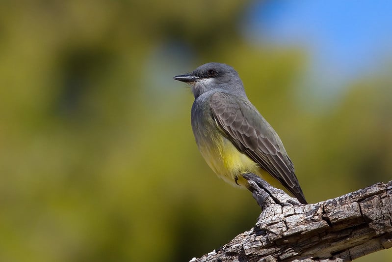 Cassin's Kingbird by Lois Manowitz