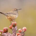 Cactus Wren by Mick Thompson