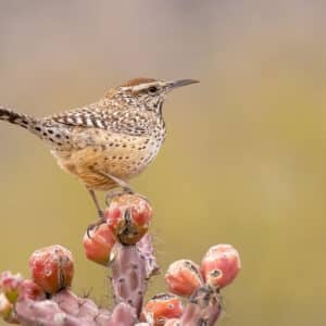 Cactus Wren by Mick Thompson