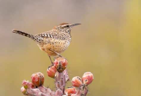 Cactus Wren by Mick Thompson