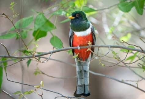 Elegant Trogon by Shawn Cooper