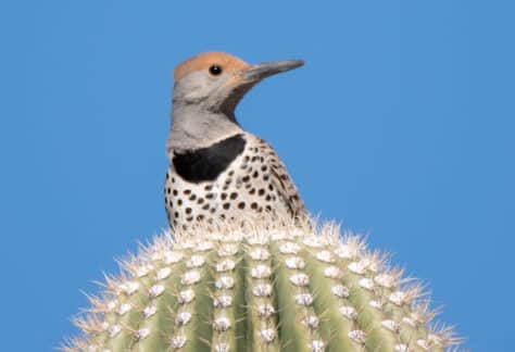 Gilded Flicker by Dan Weisz