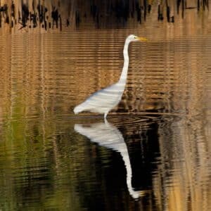 Great Egret by Doris Evans
