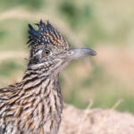 Greater Roadrunner by Dan Weisz