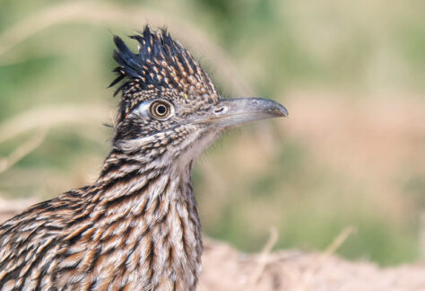 Greater Roadrunner by Dan Weisz