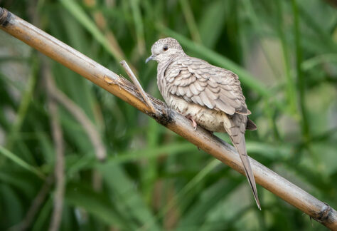 Inca Dove by Shawn Cooper