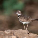 Killdeer by Shawn Cooper