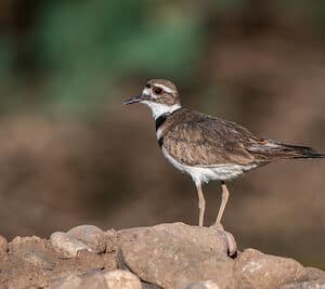 Killdeer by Shawn Cooper