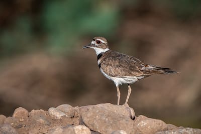 Killdeer by Shawn Cooper