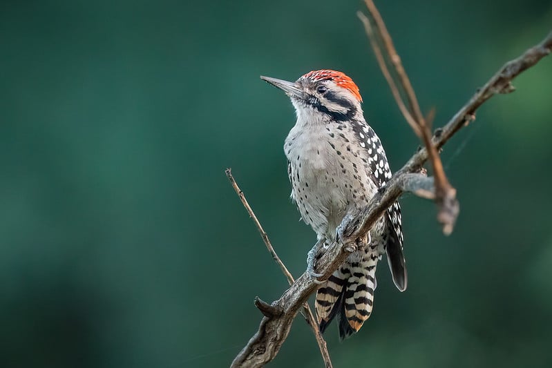 Ladder-backed Woodpecker by Shawn Cooper