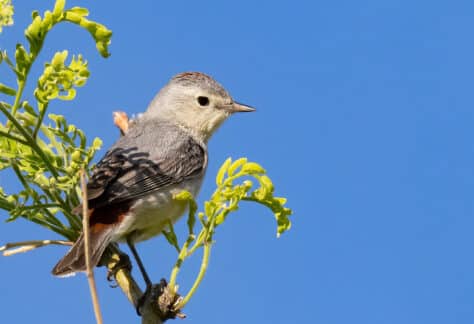 Lucy's Warbler by Mick Thompson