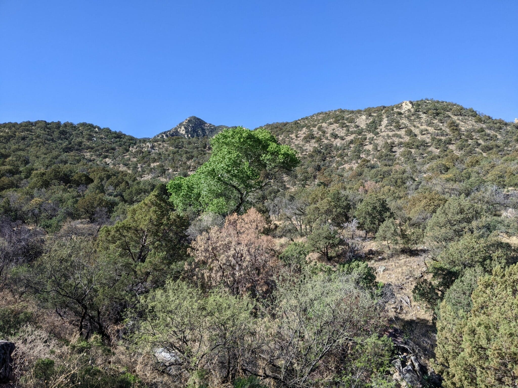 Madera Canyon, Proctor Rd