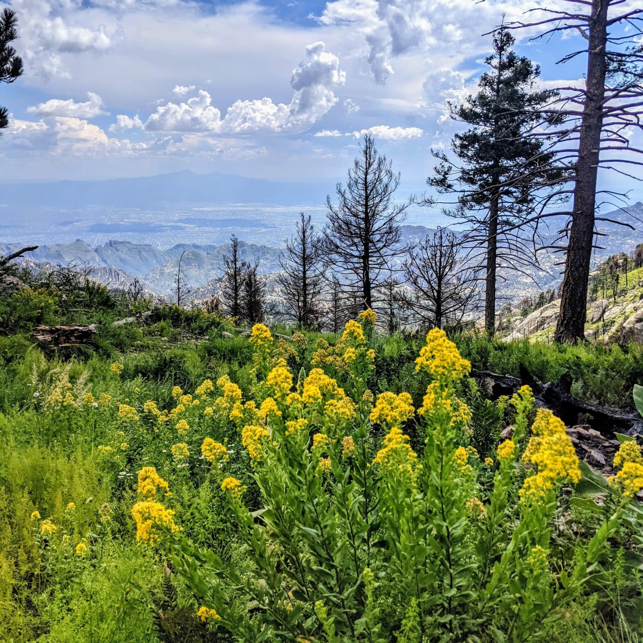 Mt. Bigelow