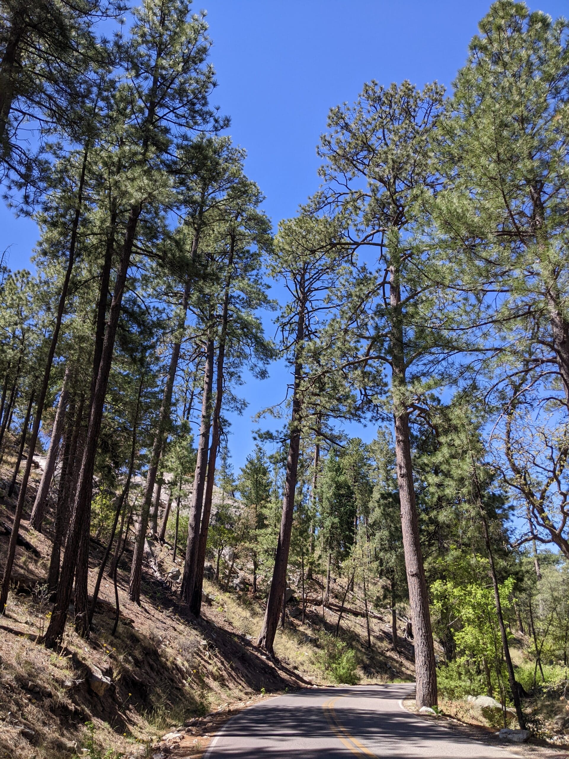 Rose Canyon