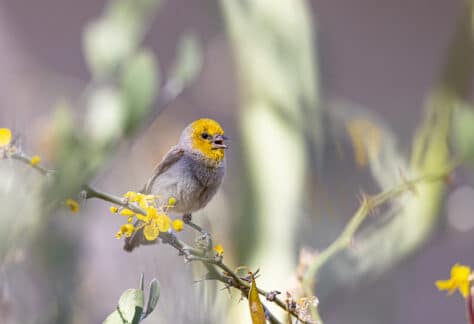 Verdin by Stephen Nelson