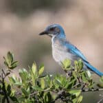 Woodhouse's Scrub-Jay
