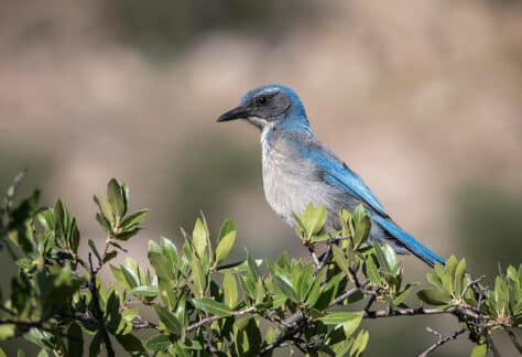 Woodhouse's Scrub-Jay