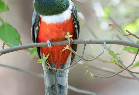 Elegant Trogon by Shawn Cooper