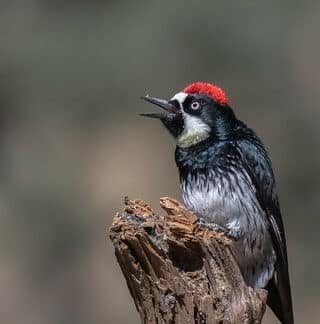 Acorn Woodpecker by Dan Weisz