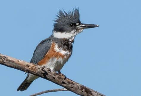 Belted Kingfisher by Dan Weisz
