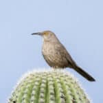 Curve-billed Thrasher by Dan Weisz