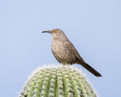 Curve-billed Thrasher by Dan Weisz