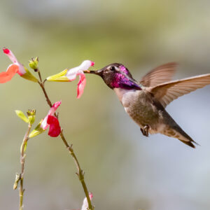 Costa's Hummingbird by Mick Thompson