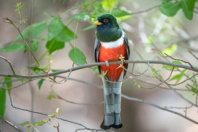 Elegant Trogon by Shawn Cooper