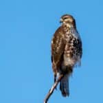 Red-tailed Hawk by Rhett Herring