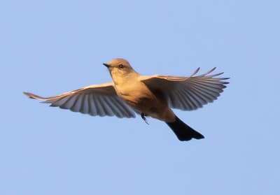 Say's Phoebe by Nick Pulcinella