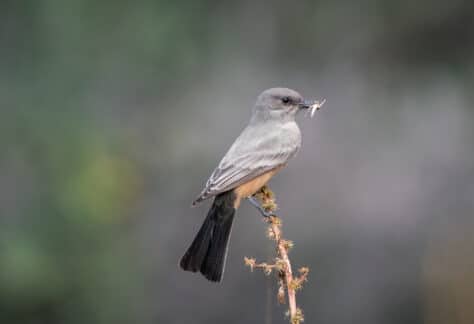 Say's Phoebe by Shawn Cooper