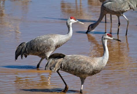 Sandhill Cranes by Lois Manowitz