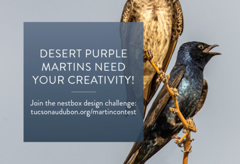 Nestbox Challenge