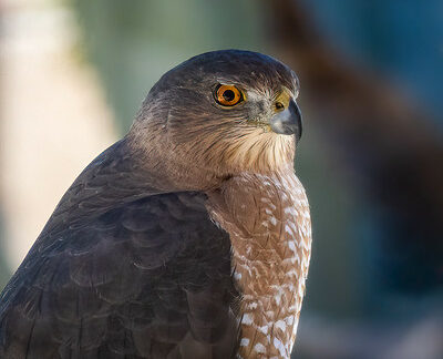 Cooper's Hawk by Michele Weisz